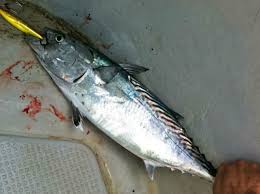 Image result for Euthynnus affinis