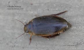 Attēlu rezultāti vaicājumam “Colymbetes striatus”