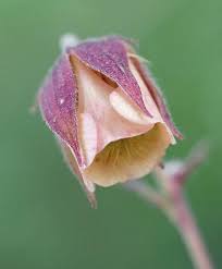 Attēlu rezultāti vaicājumam “Geum x intermedium”