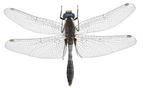 Attēlu rezultāti vaicājumam “Leucorrhinia caudalis male”