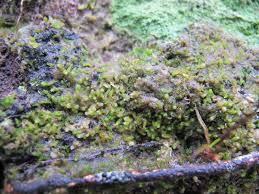 Attēlu rezultāti vaicājumam “Cephaloziella hampeana”