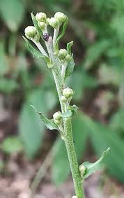 Attēlu rezultāti vaicājumam “Hieracium murorum bud”