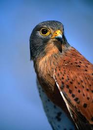 Attēlu rezultāti vaicājumam “Falco tinnunculus”