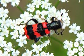 Attēlu rezultāti vaicājumam “Trichodes apiarius”