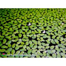 Attēlu rezultāti vaicājumam “Lemna minor”