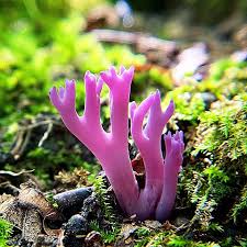 Attēlu rezultāti vaicājumam “Clavaria zollingeri”