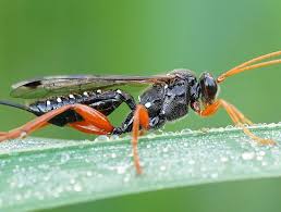 Attēlu rezultāti vaicājumam “Ichneumonidae”