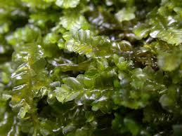 Attēlu rezultāti vaicājumam “Chiloscyphus pallescens”