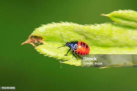 Attēlu rezultāti vaicājumam “Zicrona caerulea”