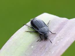 Attēlu rezultāti vaicājumam “Phosphuga atrata”