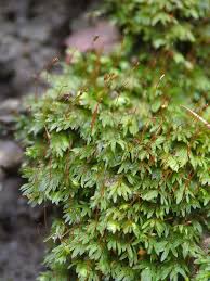 Attēlu rezultāti vaicājumam “Fissidens bryoides sporophyte”