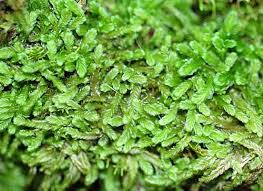 Attēlu rezultāti vaicājumam “Chiloscyphus”