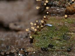 Attēlu rezultāti vaicājumam “Cribraria sp.”