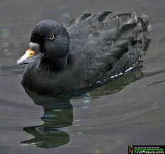 Attēlu rezultāti vaicājumam “Melanitta nigra male”