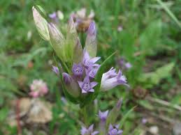 Attēlu rezultāti vaicājumam “Gentianella amarella”