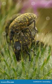 Attēlu rezultāti vaicājumam “Larinus sp.”