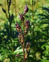 Attēlu rezultāti vaicājumam “Aconitum napellus bud”