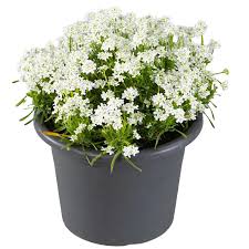 Image result for Schleifenblume