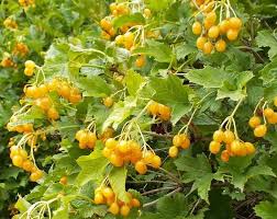 Attēlu rezultāti vaicājumam “Viburnum opulus fruit”