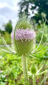 Image result for Dipsacus silvestris