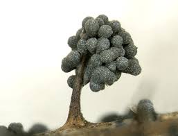 Attēlu rezultāti vaicājumam “Physarum contextum”