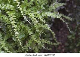 Attēlu rezultāti vaicājumam “Tetraphis pellucida”