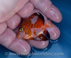 Image result for Ctenochaetus hawaiiensis