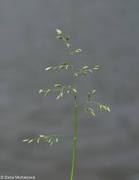 Attēlu rezultāti vaicājumam “Poa remota leaf”