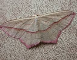 Attēlu rezultāti vaicājumam “Timandra comae”