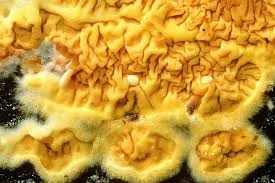 Attēlu rezultāti vaicājumam “Pseudomerulius aureus”