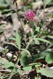 Attēlu rezultāti vaicājumam “Trifolium alpestre”