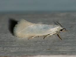 Attēlu rezultāti vaicājumam “Elachista argentella”