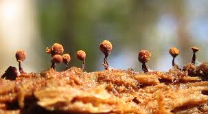 Attēlu rezultāti vaicājumam “Cribraria rufa macro”