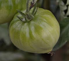 Afbeeldingsresultaat voor CDB tomato