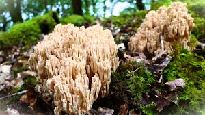 Attēlu rezultāti vaicājumam “Stemonaria irregularis stalked”