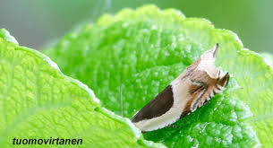 Attēlu rezultāti vaicājumam “Ancylis badiana”