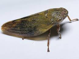 Attēlu rezultāti vaicājumam “Aphrophoridae”