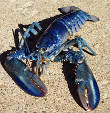 Image result for Homarus americanus