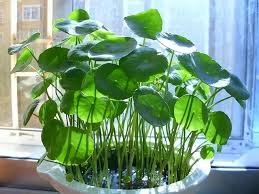 「銅錢草」的圖片搜尋結果