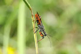 Attēlu rezultāti vaicājumam “Rhynocoris annulatus”
