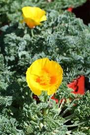 Attēlu rezultāti vaicājumam “Eschscholzia californica leaf”