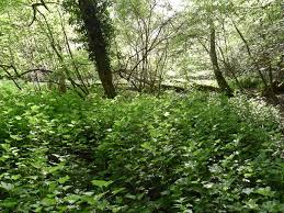 Attēlu rezultāti vaicājumam “Ribes rubrum leaf”