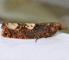 Attēlu rezultāti vaicājumam “Epinotia trigonella”