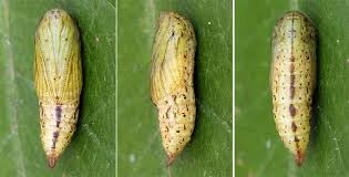 Attēlu rezultāti vaicājumam “Ecliptopera silaceata”