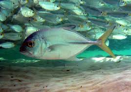 Image result for Caranx latus