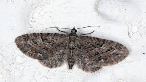 Attēlu rezultāti vaicājumam “Eupithecia pusillata”