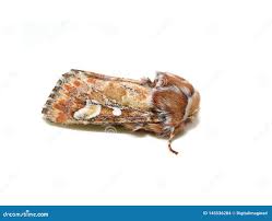 Attēlu rezultāti vaicājumam “Panolis flammea”