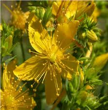 Attēlu rezultāti vaicājumam “Hypericum perforatum flower”