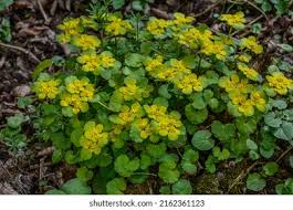 Attēlu rezultāti vaicājumam “Chrysosplenium alternifolium flower”