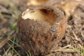 Attēlu rezultāti vaicājumam “Peziza ammophila”